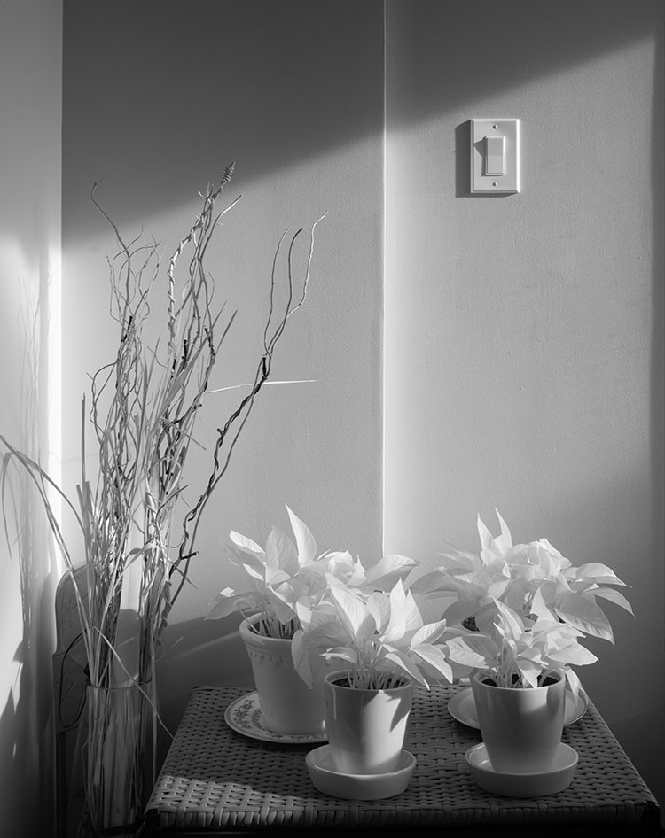 Infrared Still Life of Plants in Strong Diagonal Light